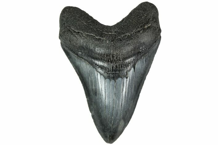 Fossil Megalodon Tooth - South Carolina #208558